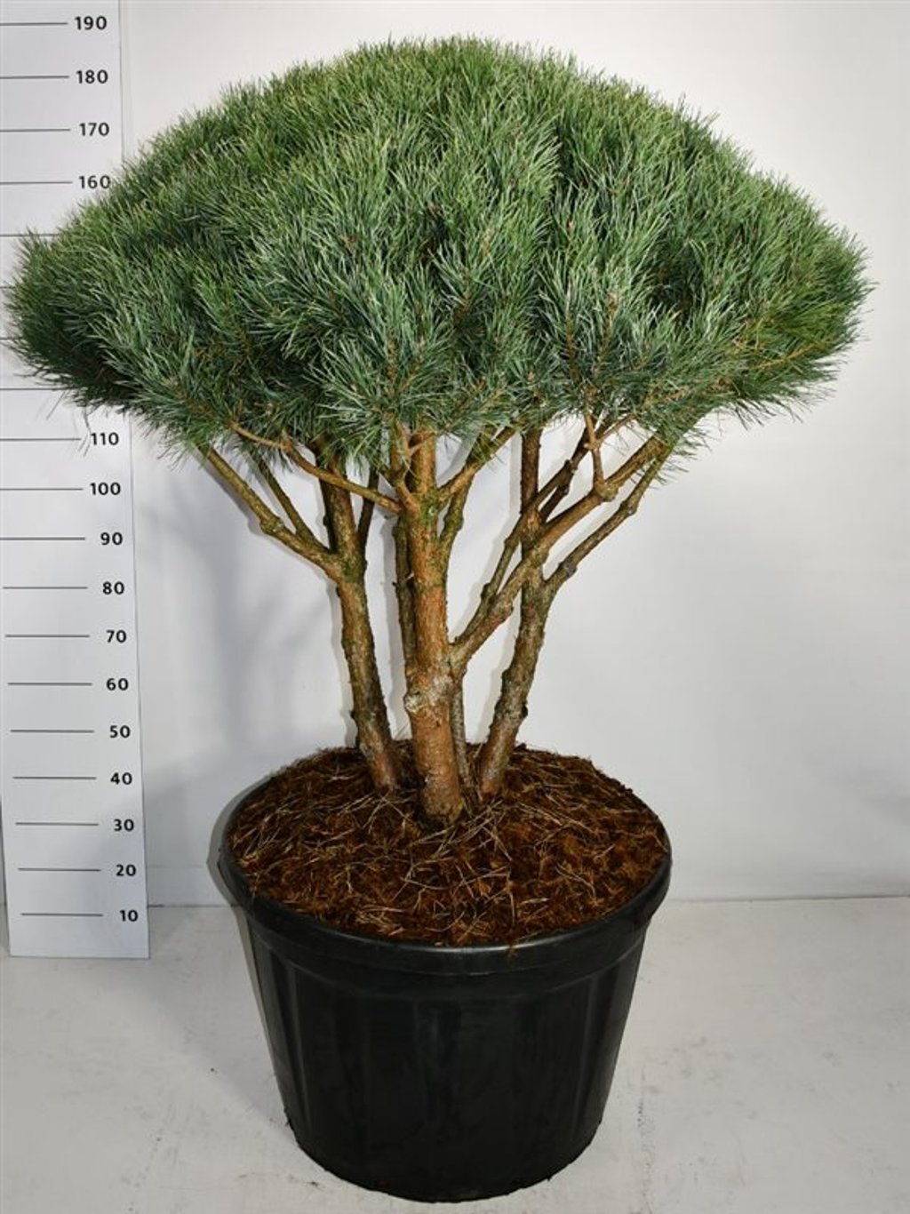 Tall – Pinus sylvestris 'Watereri' - C180 100-125 cm. Parasol